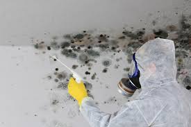 Best Mold Remediation for Rental Properties  in Briar Chapel, NC